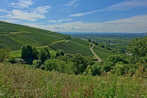 11.-Efringen-Kirchen Naturschutzgebiet Eichholz-Buchholz Bild 2
