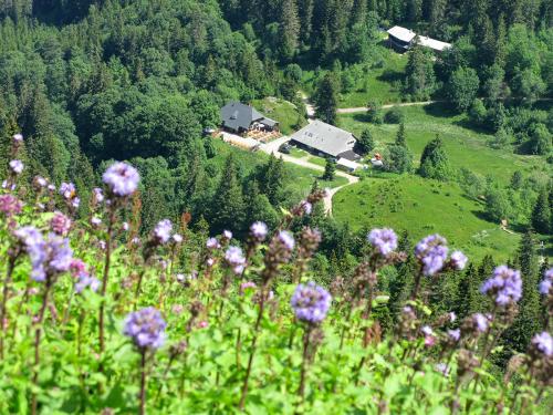 13.-Zastler Hütte mit Alpen-Milchlattich