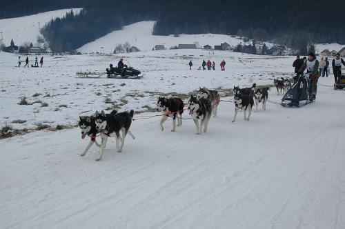 19.-Attelage-magic-wolf-01